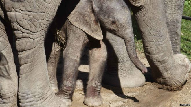 非洲呼吁停止捕杀非洲大象 否则导致20年内灭绝